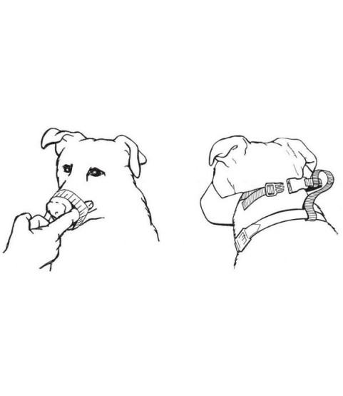 MUSERUOLA CANI NYLON N.0