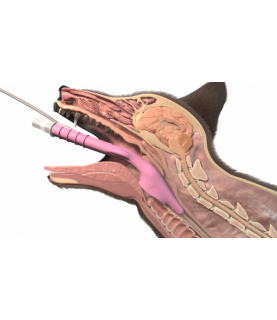 V-gel Advanced per cani