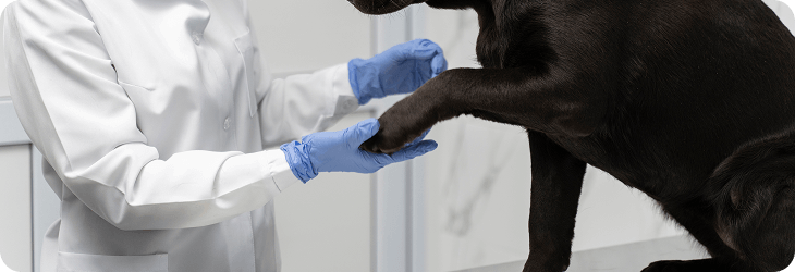 Diagnostica e Laboratorio