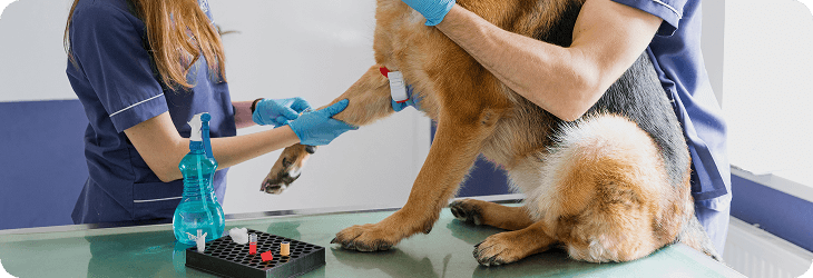 Terapia e Assistenza